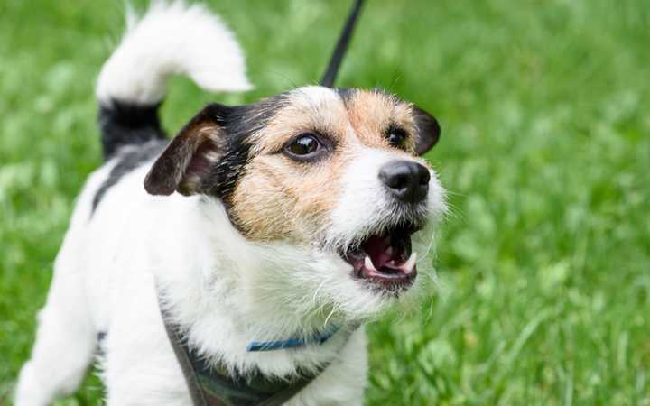 Chien du voisin qui jappe trop - Quoi faire légalement ?