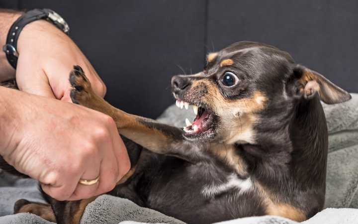 Porter plainte pour une morsure de chien : Quel est le délai?
